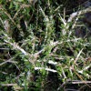 Melicytus alpinus (Porcupine Shrub)