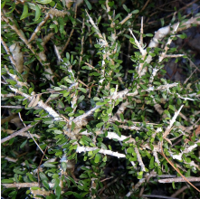 Melicytus alpinus (Porcupine Shrub)
