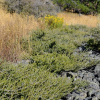 Melicytus alpinus (Porcupine Shrub)