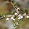 Melicytus alpinus (Porcupine Shrub)