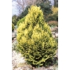 Chamaecyparis minima Aurea