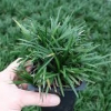 Ophiopogon japonicus Kyoto (Dwarf Mondo Grass)