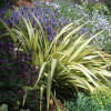 Phormium Cream Delight (Cream Flax)