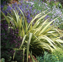 Phormium Cream Delight (Cream Flax)