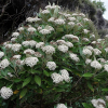 Olearia avicenniifolia (Mountain Akeake)