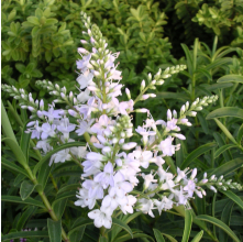 Veronica traversii (Hebe traversii)