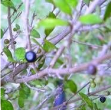 Coprosma areolata (Thin Leaved Coprosma)