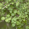 Coprosma areolata (Thin Leaved Coprosma)