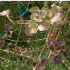 Coprosma rotundifolia (Round-leaved Coprosma)