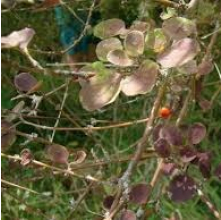 Coprosma rotundifolia (Round-leaved Coprosma)