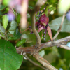 Fuchsia excorticata (Kotukutuku, Tree Fuchsia)
