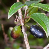Fuchsia excorticata (Kotukutuku, Tree Fuchsia)
