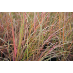 Anemanthele lessoniana (Wind Grass)