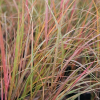 Anemanthele lessoniana (Wind Grass, Gossamer Grass)