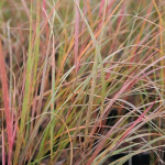 Wind Grass, Gossamer Grass (Anemanthele lessoniana)