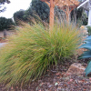 Anemanthele lessoniana (Wind Grass, Gossamer Grass)