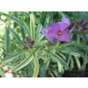 Erysimum linifolium variegata (Siberian Wall Flower)