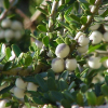 Melicytus crassifolius (Thick-leaved Mahoe)