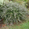 Melicytus crassifolius (Thick-leaved Mahoe)