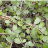 Pittosporum obcordatum (Heart-leaved Kohuhu)