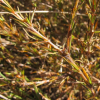 Coprosma acerosa (Tataraheke, Sand Coprosma)