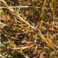 Coprosma acerosa (Tataraheke, Sand Coprosma)