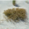 Coprosma acerosa (Tataraheke, Sand Coprosma)