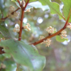 Myrsine australis (Mapau, Red Matipo)