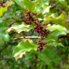 Myrsine australis (Mapau, Red Matipo)