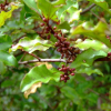 Myrsine australis (Mapou, Red Matipo)