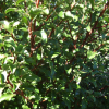 Myrsine australis (Mapou, Red Matipo)