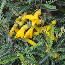 Sophora tetraptera (North Island Kowhai)