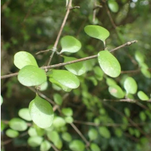 Coprosma crassifolia (Mingimingi)