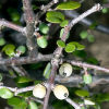 Coprosma crassifolia (Mingimingi)