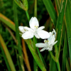 Libertia cranwelliae (Mikoikoi, NZ Iris)