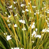 Libertia cranwelliae (Mikoikoi, NZ Iris)