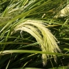 Chionochloa flavicans (Snow Tussock)