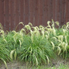 Chionochloa flavicans (Snow Tussock)
