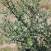 Olearia adenocarpa (Small-leaved Tree Daisy)