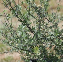 Olearia adenocarpa (Small-leaved Tree Daisy)