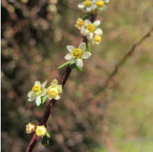 Plagianthus divaricatus (Makaka, Salt Marsh Ribbonwood)