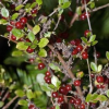 Coprosma rhamnoides (Red-fruited Coprosma)
