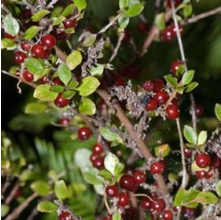 Coprosma rhamnoides (Red-fruited Coprosma)