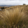 Festuca novae zelandiae (Hard Tussock)