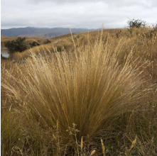 Festuca novae zelandiae (Hard Tussock)