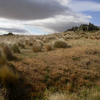 Festuca novae zelandiae (Hard Tussock)