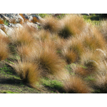 Chionochloa rubra (Red Tussock)