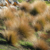 Chionochloa rubra (Red Tussock)