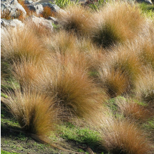 Chionochloa rubra (Red Tussock)