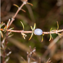 Coprosma brunnea (Brown Stemmed Coprosma)